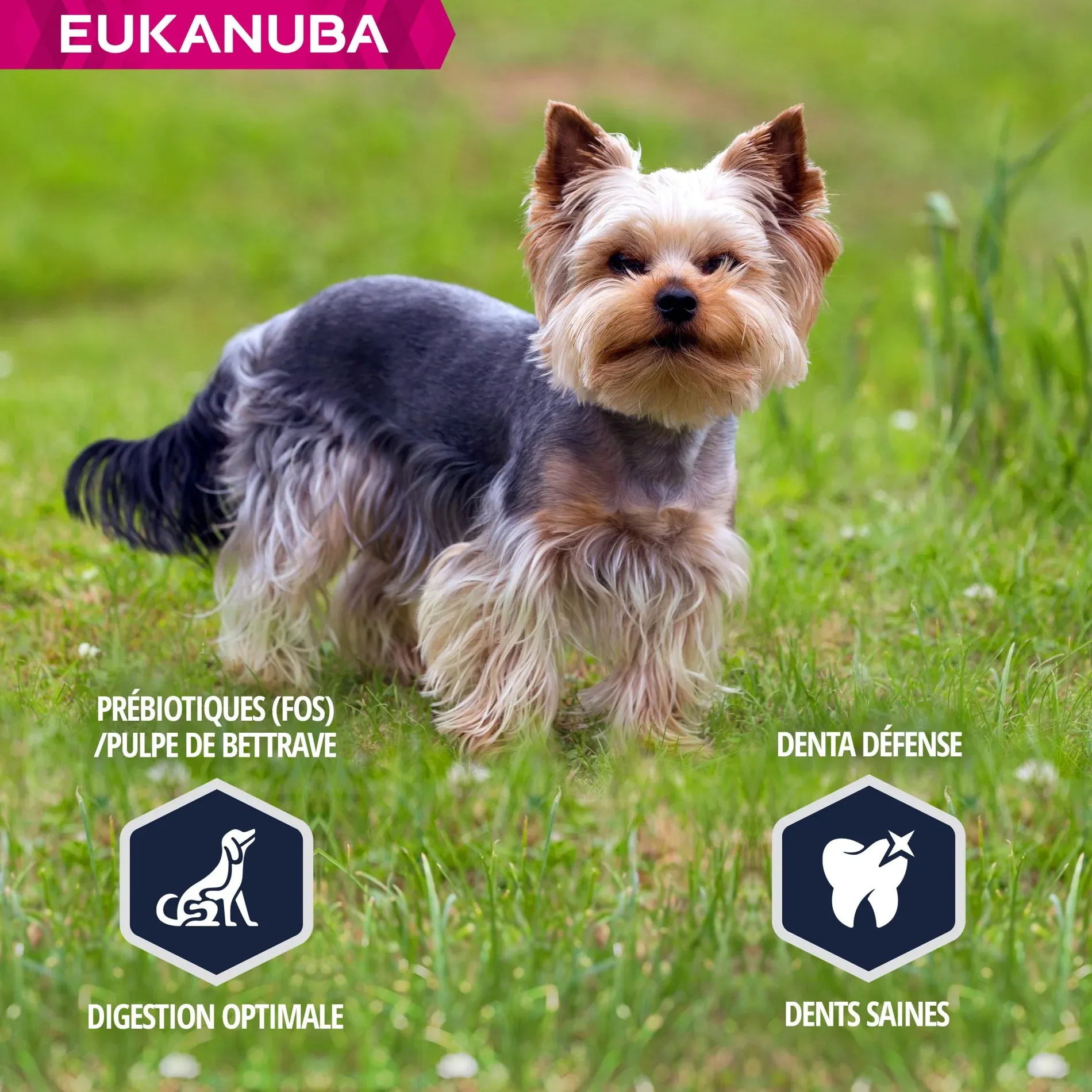 Eukanuba Breed Specific Yorkshire Terrier – Image 4
