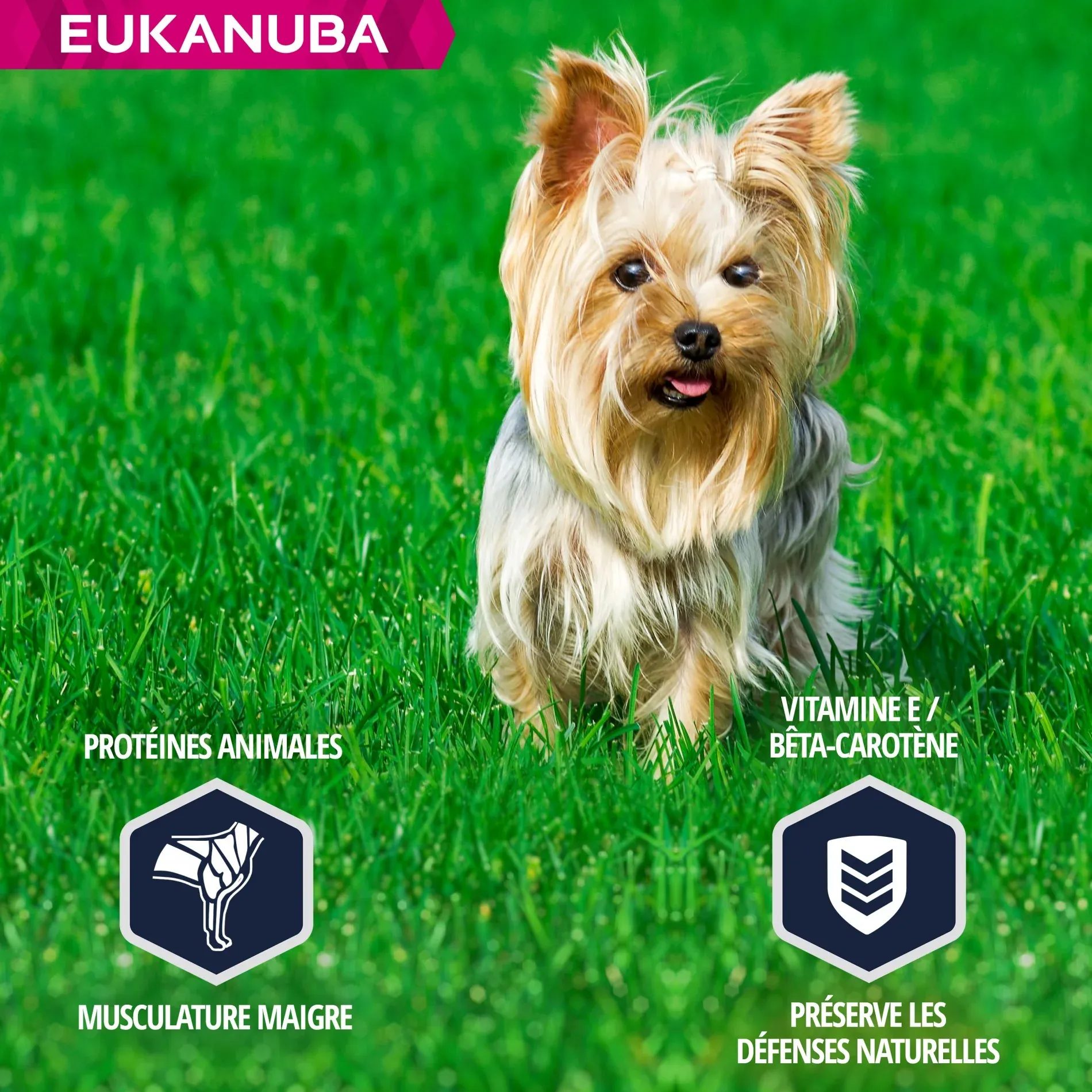Eukanuba Breed Specific Yorkshire Terrier – Image 5