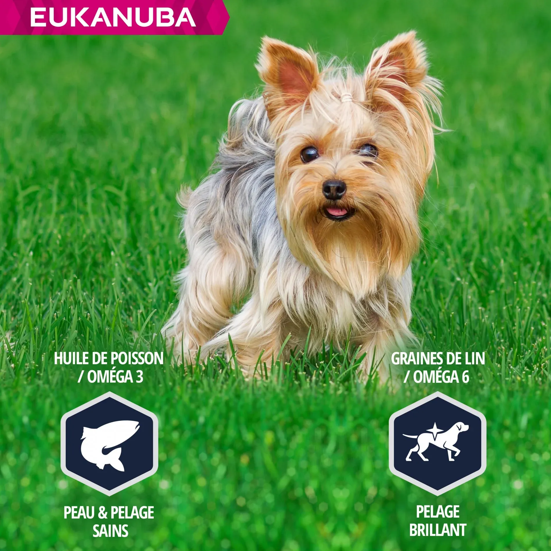 Eukanuba Breed Specific Yorkshire Terrier – Image 6