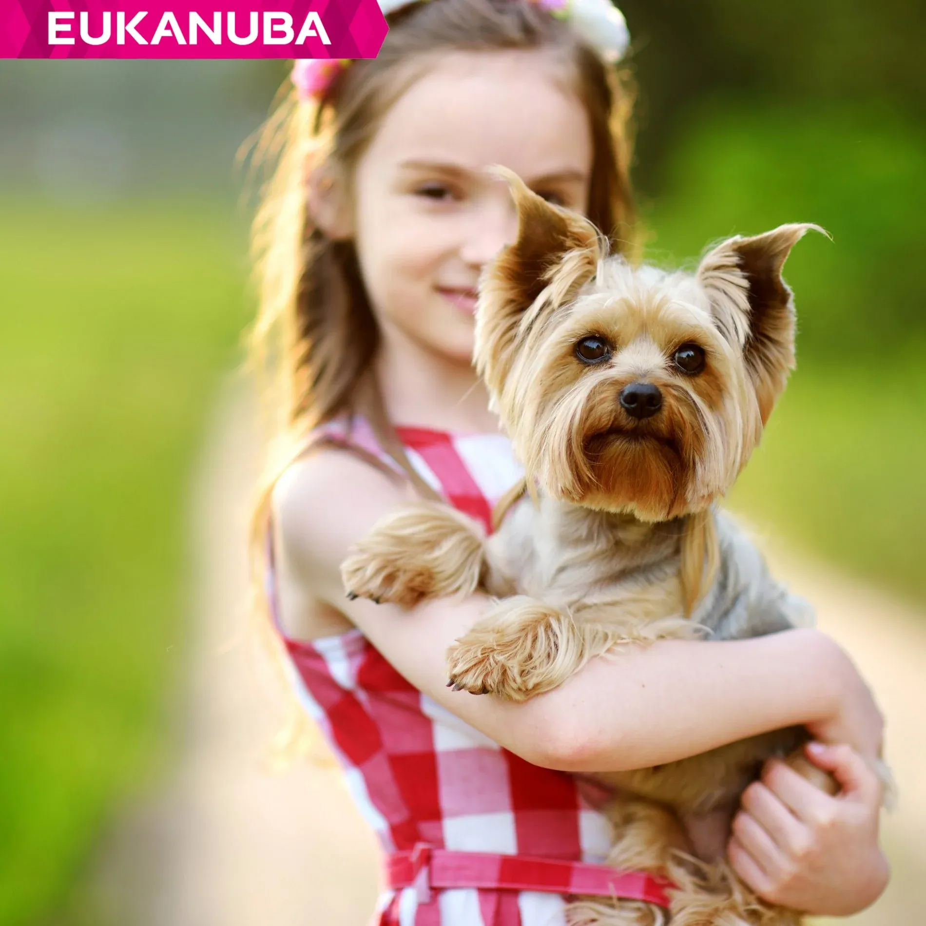 Eukanuba Breed Specific Yorkshire Terrier – Image 9
