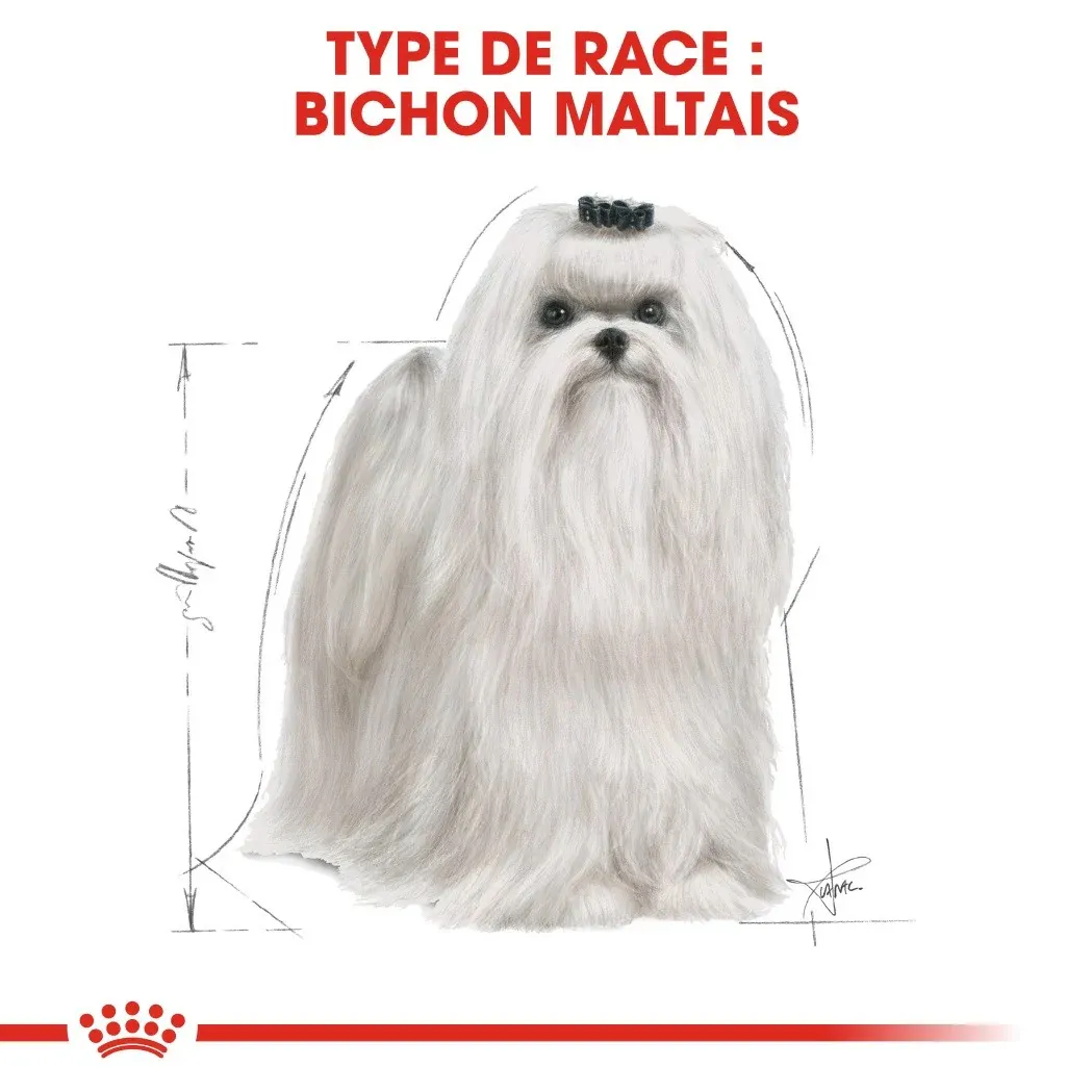 Royal Canin Bichon Maltais Adult – Image 3