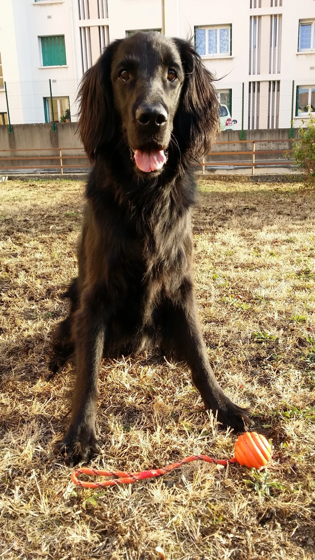 Balle à lancer – Image 2