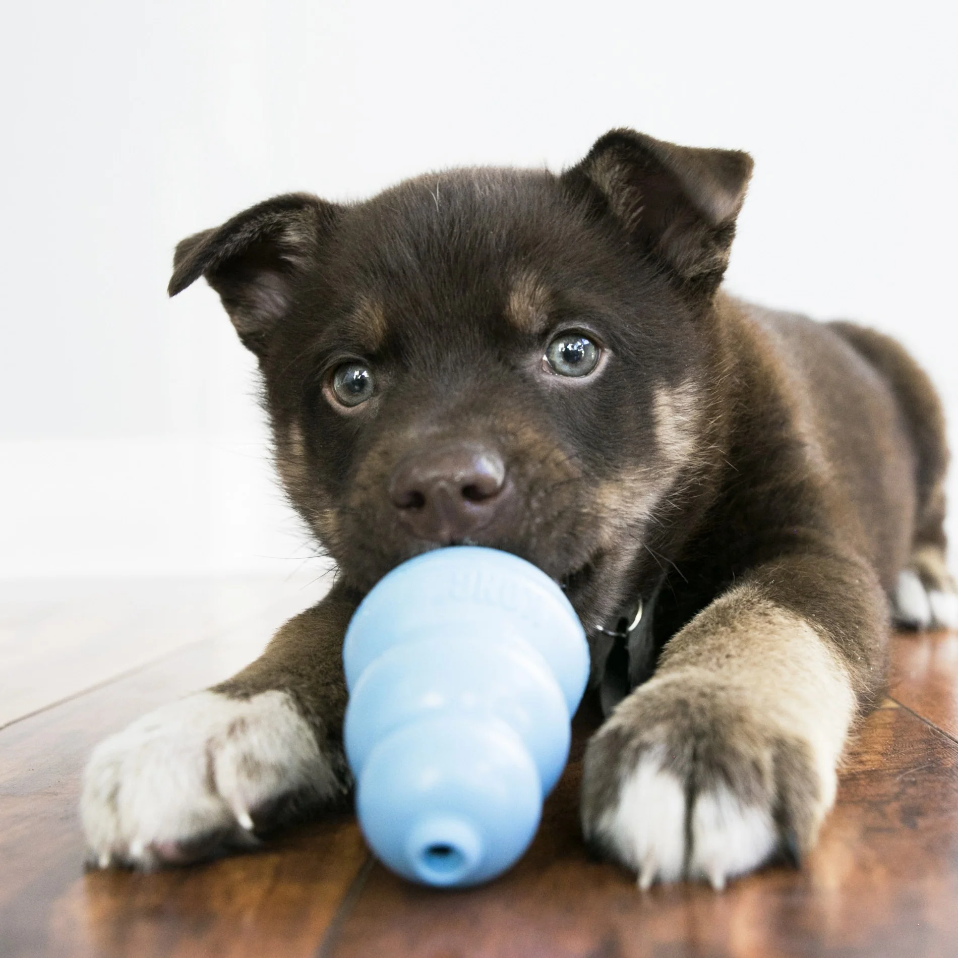 Jouet pour chiot KONG