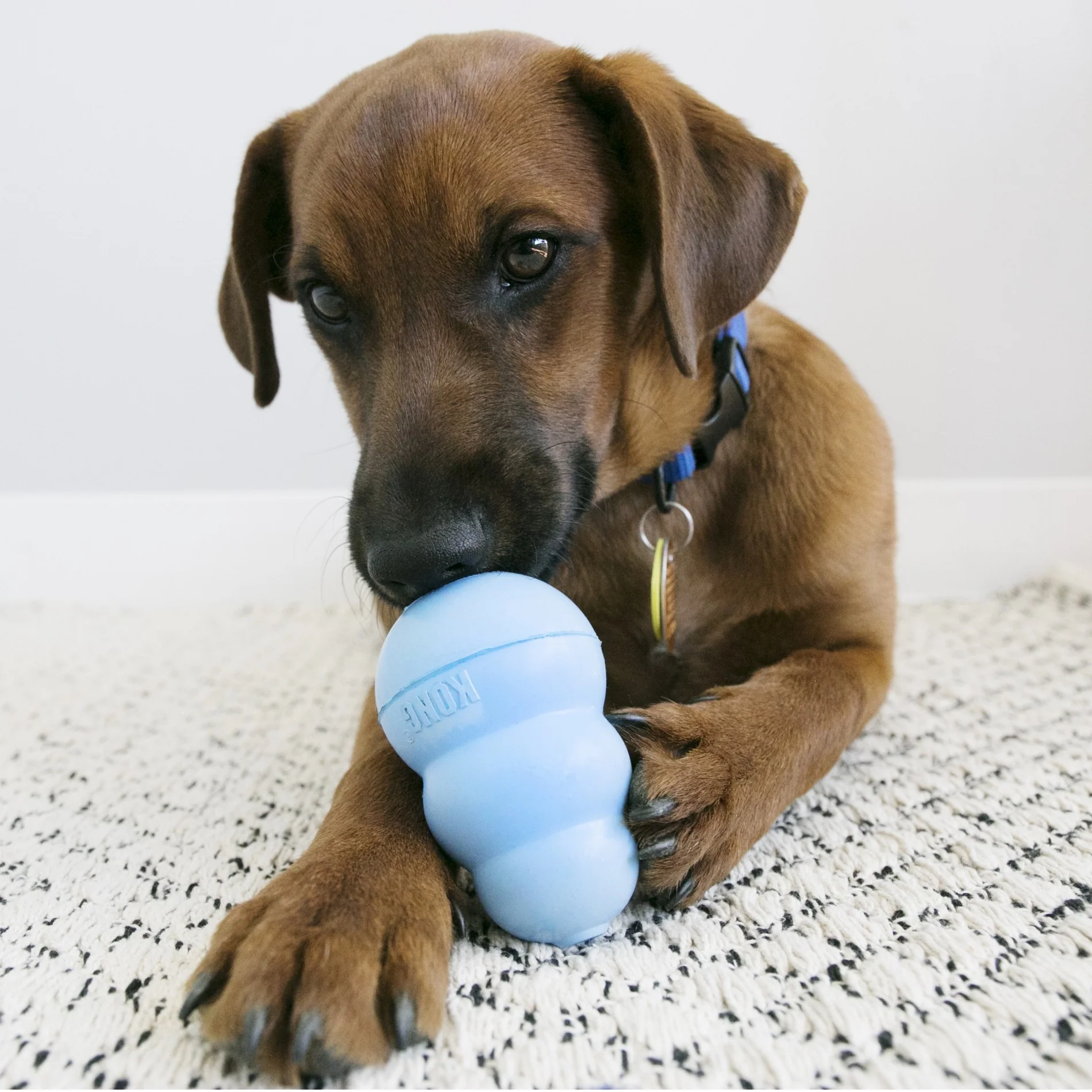 Jouet pour chiot KONG – Image 6