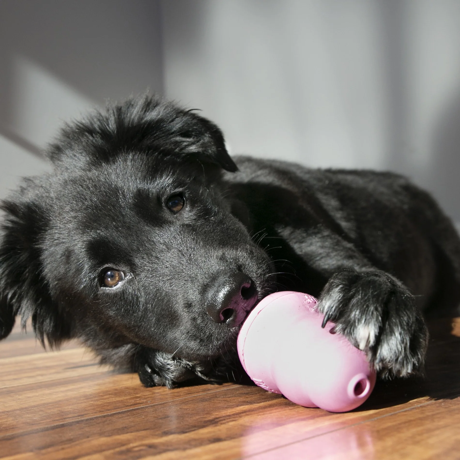 Jouet pour chiot KONG – Image 8