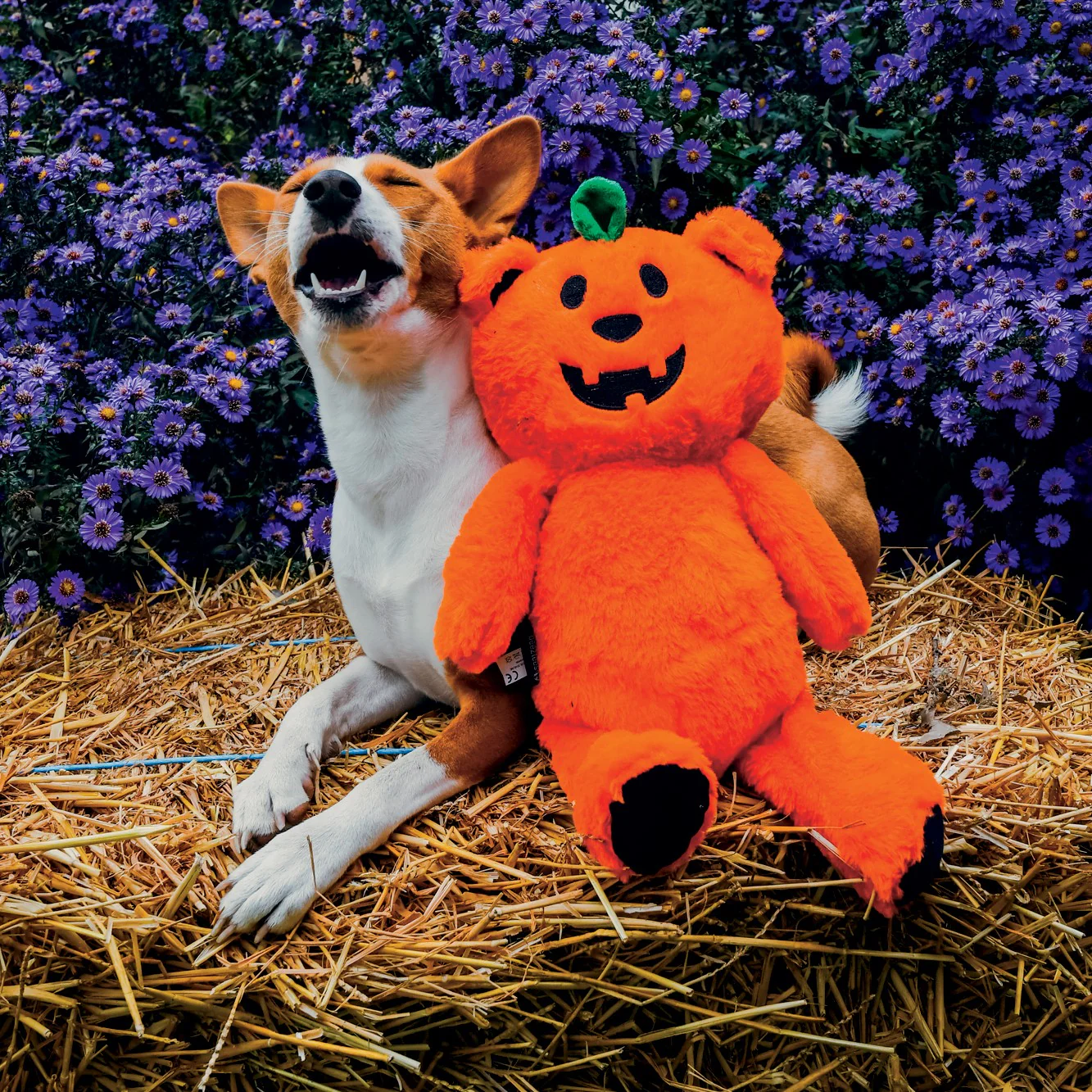 Ourson citrouille – Image 2