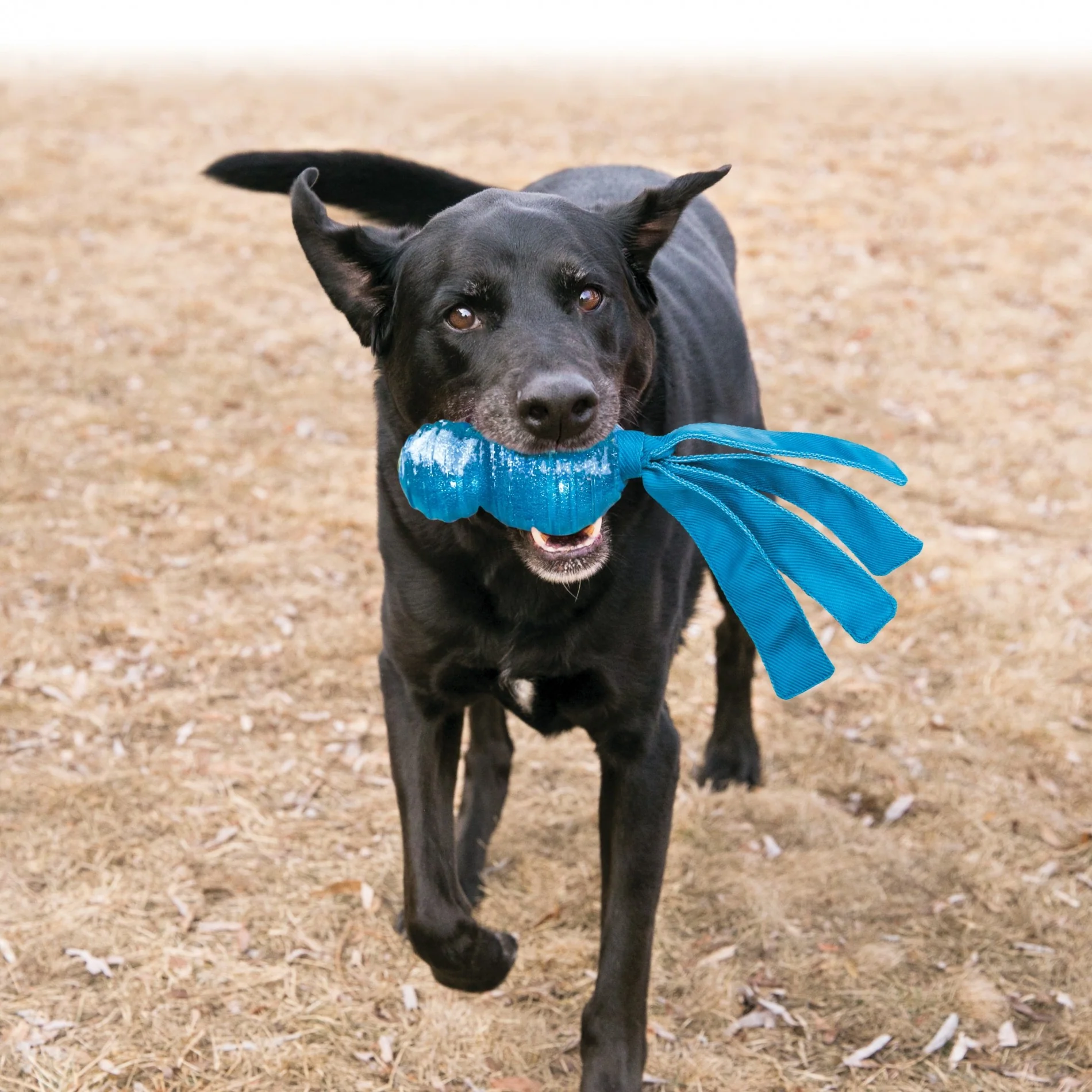 Jouet Wubba Comet KONG – Image 2