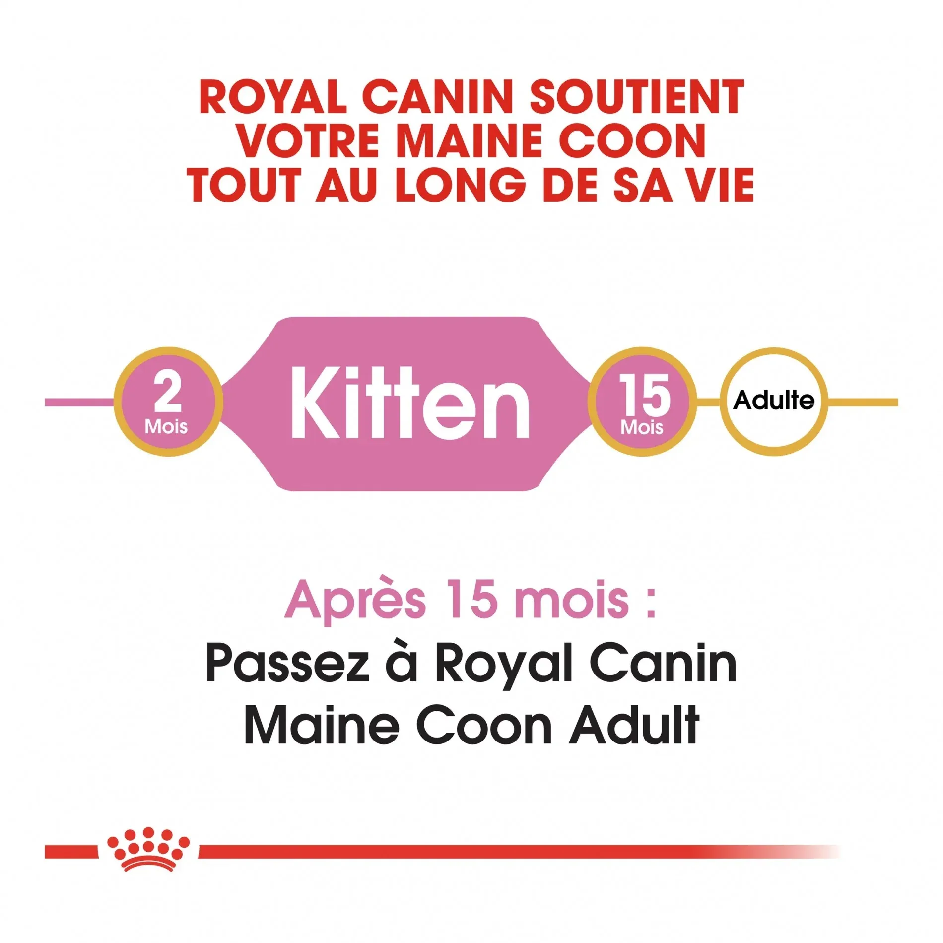 Royal Canin Maine Coon Kitten – Image 3