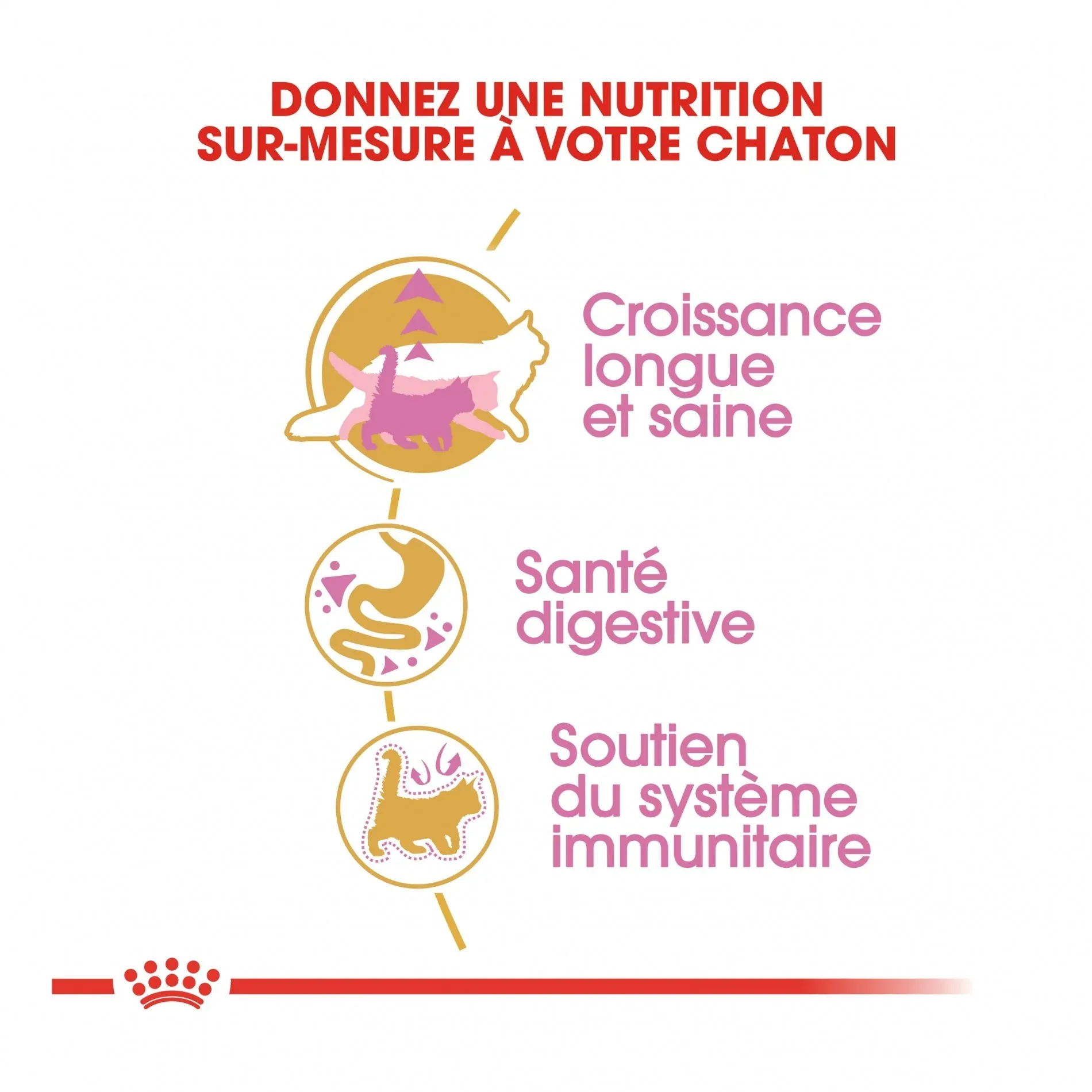 Royal Canin Maine Coon Kitten – Image 4