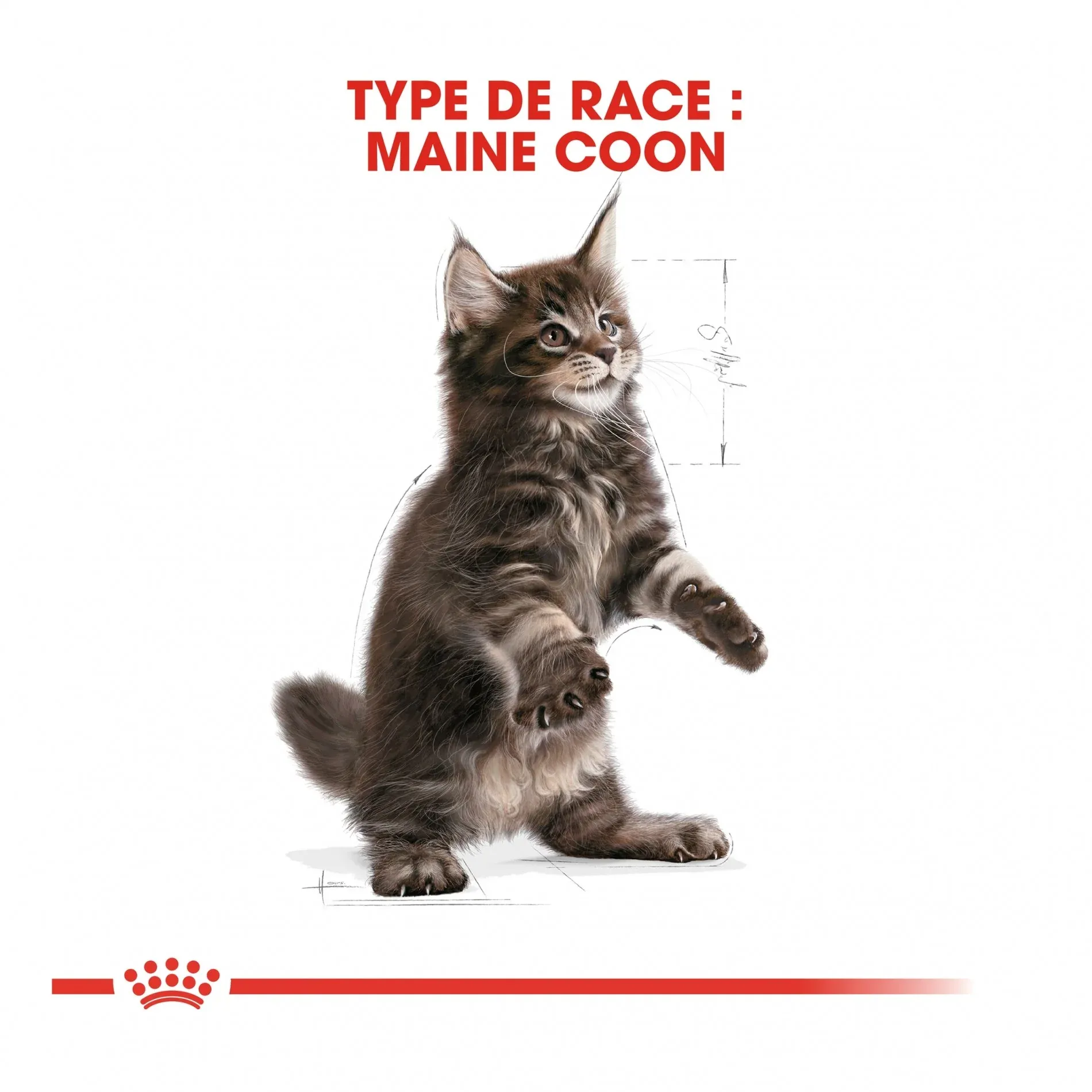 Royal Canin Maine Coon Kitten – Image 6