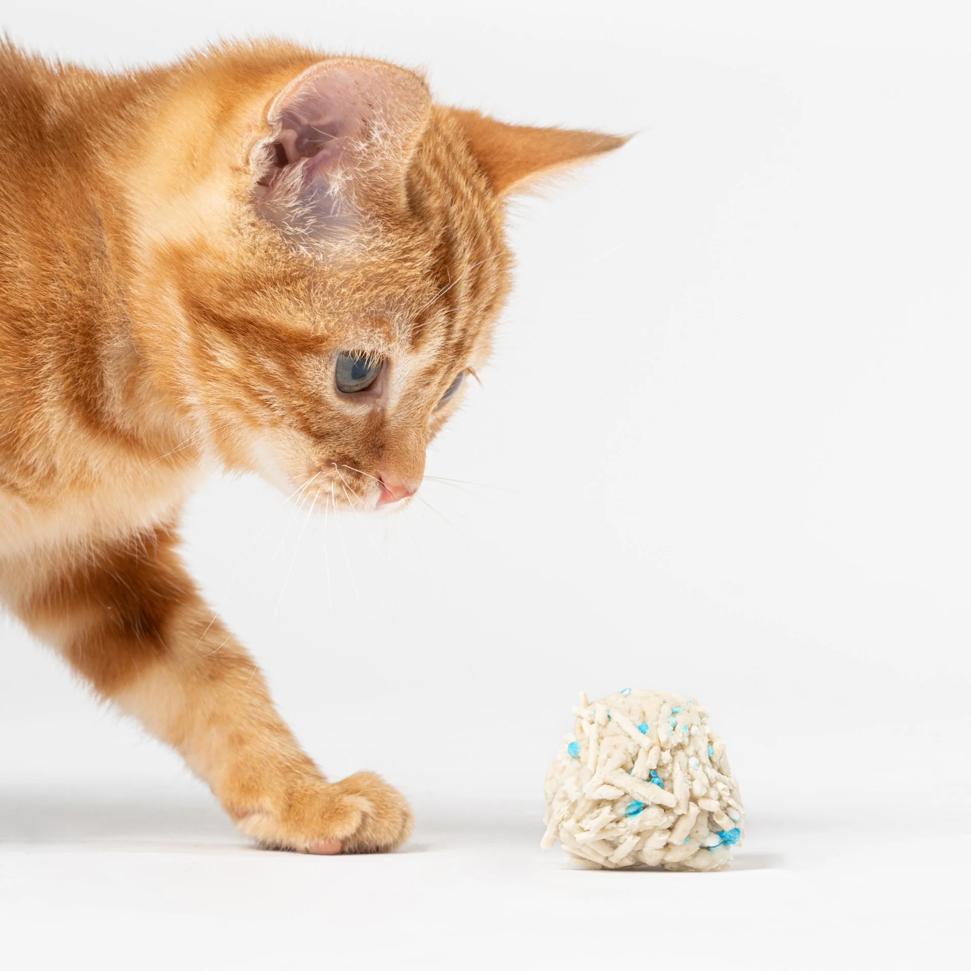 Litière Tofu – Image 7