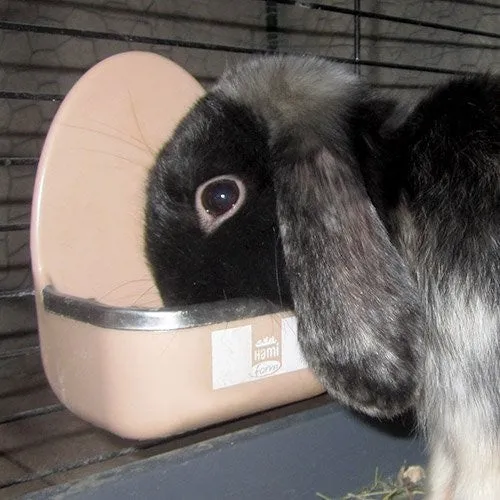 Mangeoire – Image 2